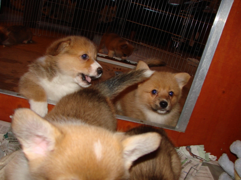 Puppies
